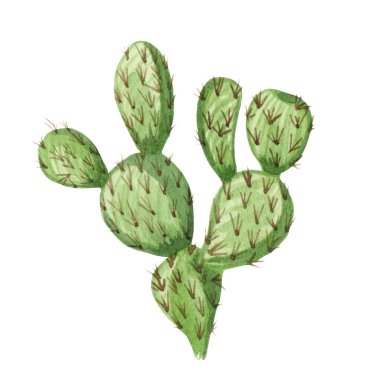 Watrcolor el çizimi gerçekçi kaktüs çizimi. Botanik Meleği kanadı kaktüsü ya da Beyaz Kulaklı Tavşan
