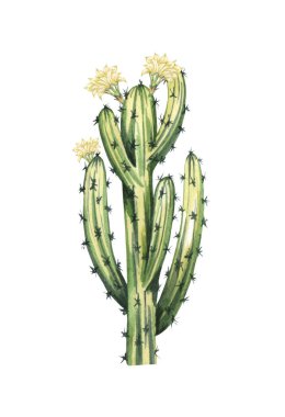 Watrcolor el çizimi gerçekçi kaktüs çizimi. Botanik çiçek açan Armato cereus oligogonus beyaz üzerine izole edilmiş..