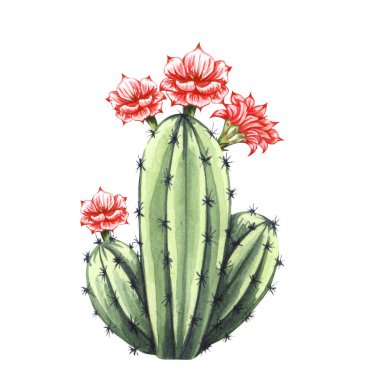 Watrcolor el çizimi gerçekçi kaktüs çizimi. Beyaz çiçekli Botanik Echinocereus triglochidiatus.