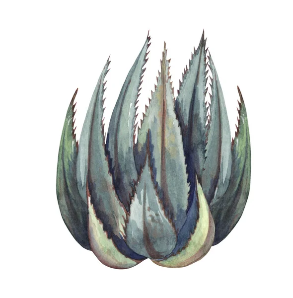 Watrcolor Handgezeichnete Realistische Kakteenillustration Botanische Aloe — Stockfoto
