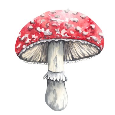 Beyaz arka planda izole edilmiş suluboya zehirli mantar Amanita muscaria. Sonbahar orman illüstrasyonu