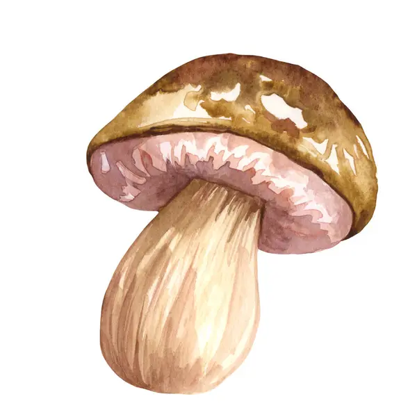 Watercolor Edible Mushrooms Set Isolated White Background Autumn Foraging Illustration — Stock Photo, Image