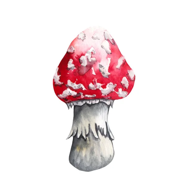 Watercolor Poisonous Mushroom Amanita Muscaria Isolated White Background Autumn Forest — Stock Photo, Image