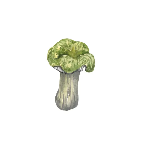 Aquarell Essbare Pilze Gesetzt Isoliert Auf Weißem Hintergrund Illustration Zur — Stockfoto