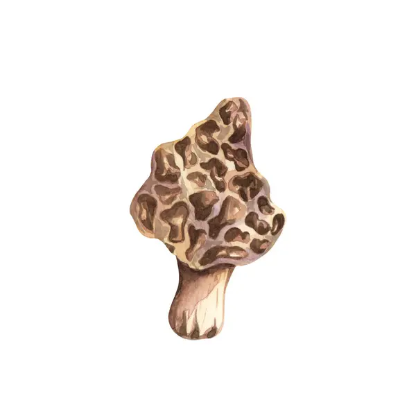 Watercolor Poisonous Mushroom Amanita Muscaria Isolated White Background Autumn Forest — Stock Photo, Image