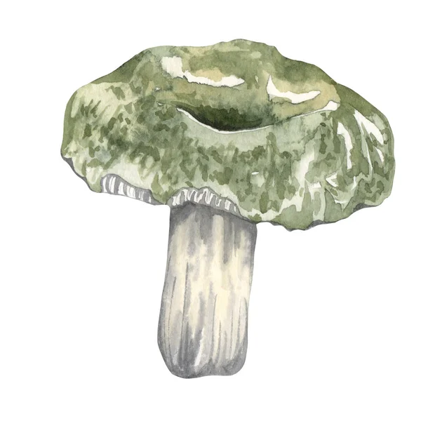 Akvarel Jedlé Houby Set Izolované Bílém Pozadí Obrázek Podzimního Hledání — Stock fotografie