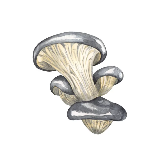 Set Funghi Commestibili Acquerello Isolati Sfondo Bianco Autunno Foraggiamento Illustrazione — Foto Stock