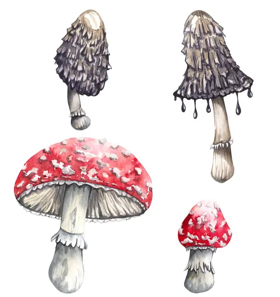 Watercolor Poisonous Mushrooms Set Isolated White Background Autumn Forest Illustration — Stock Photo, Image