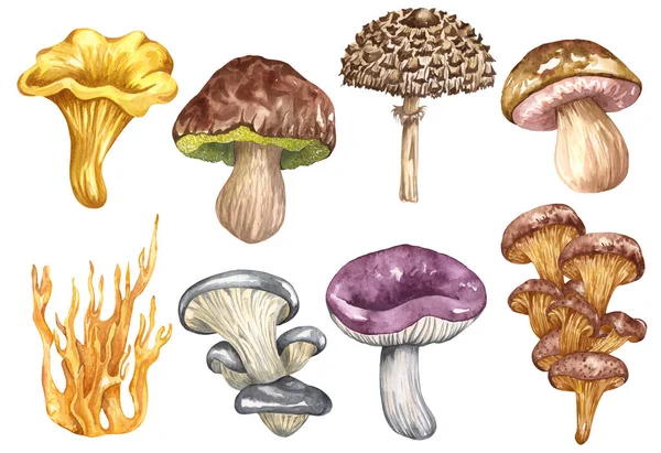 Watercolor Edible Mushrooms Set Isolated White Background Autumn Foraging Illustration — Stock Photo, Image
