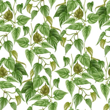 Philodendron kusursuz desen. El çizimi Ev Bitkisi illüstrasyonu