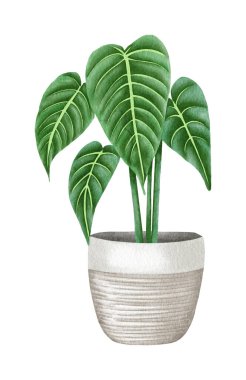 Suluboya filodendron saksı ev bitkisi illüstrasyonu. El çizimi Philodendron Esmeraldense.