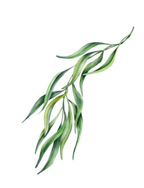 Yapraklı suluboya söğüt dalı. Elle çizilmiş illüstrasyon. Kartlar, logolar, dekorasyonlar, davetiyeler, kozmetik tasarımlar için mükemmel..