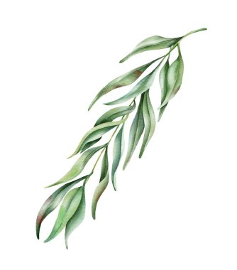 Yapraklı suluboya söğüt dalı. Elle çizilmiş illüstrasyon. Kartlar, logolar, dekorasyonlar, davetiyeler, kozmetik tasarımlar için mükemmel..