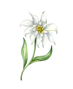 Edelweiss flower Leontopodium alpinum, Watercolor hand drawn illustration isolated on white background. clipart