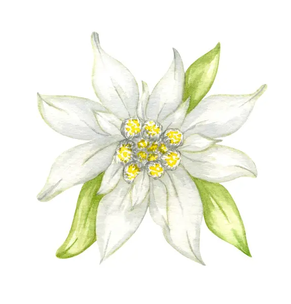 Edelweiss Bloem Leontopodium Alpinum Aquarel Met Hand Getekend Illustratie Geïsoleerd Rechtenvrije Stockafbeeldingen