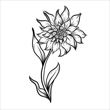 Edelweiss çiçek hattı sanatı. El çizimi Vektör Çiçek hatları.