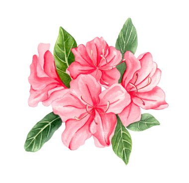 Suluboya alp çiçekleri, beyaz arka planda açan pembe rhododendron.