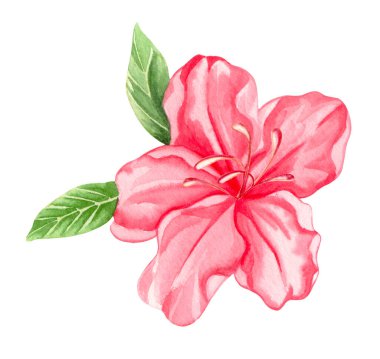 Suluboya alp çiçekleri, beyaz arka planda açan pembe rhododendron.