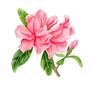 Suluboya alp çiçekleri, beyaz arka planda açan pembe rhododendron.
