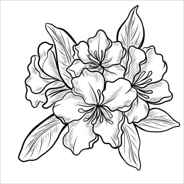 Rhododendron çiçek hatları. Botanik çizgisi sanatı. Vektör Azalea çiçekleri.