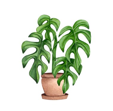 Philodendron Raphidophora Tetrasperma. Suluboya saksı bitkisi. Çiçek çizimi beyaza izole edildi