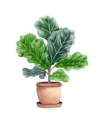 Ficus Lyrata. Suluboya saksı bitkisi. Çiçek çizimi beyaza izole edildi