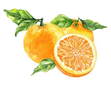 Portakal renkli suluboya beyaz arka planda izole edilmiş. Elle çizilmiş sağlıklı yiyecek seti..