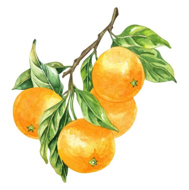 Portakal renkli suluboya beyaz arka planda izole edilmiş. Elle çizilmiş sağlıklı yiyecek seti..
