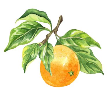 Portakal renkli suluboya beyaz arka planda izole edilmiş. Elle çizilmiş sağlıklı yiyecek seti..