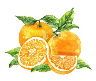 Portakal renkli suluboya beyaz arka planda izole edilmiş. Elle çizilmiş sağlıklı yiyecek seti..