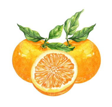 Portakal renkli suluboya beyaz arka planda izole edilmiş. Elle çizilmiş sağlıklı yiyecek seti..