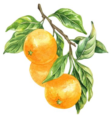 Portakal renkli suluboya beyaz arka planda izole edilmiş. Elle çizilmiş sağlıklı yiyecek seti..