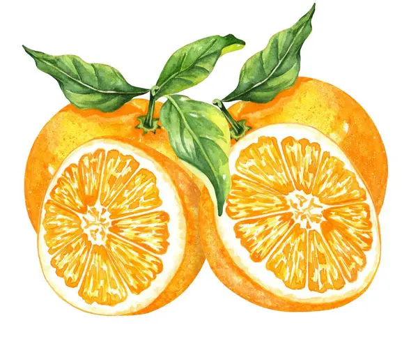 Portakal renkli suluboya beyaz arka planda izole edilmiş. Elle çizilmiş sağlıklı yiyecek seti..