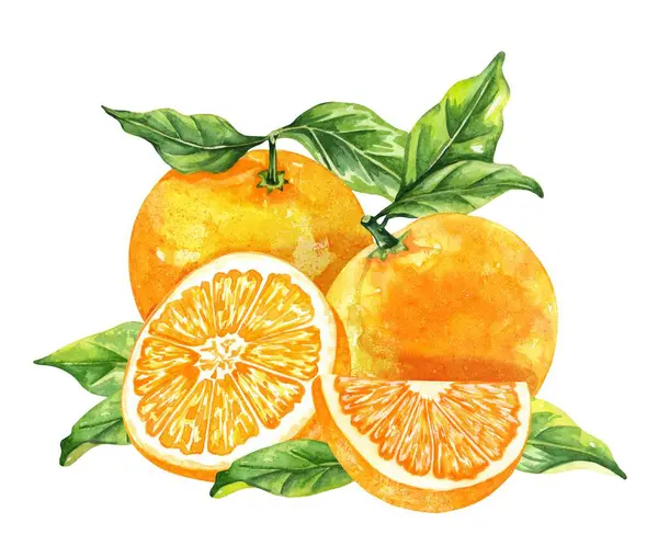 Portakal renkli suluboya beyaz arka planda izole edilmiş. Elle çizilmiş sağlıklı yiyecek seti..