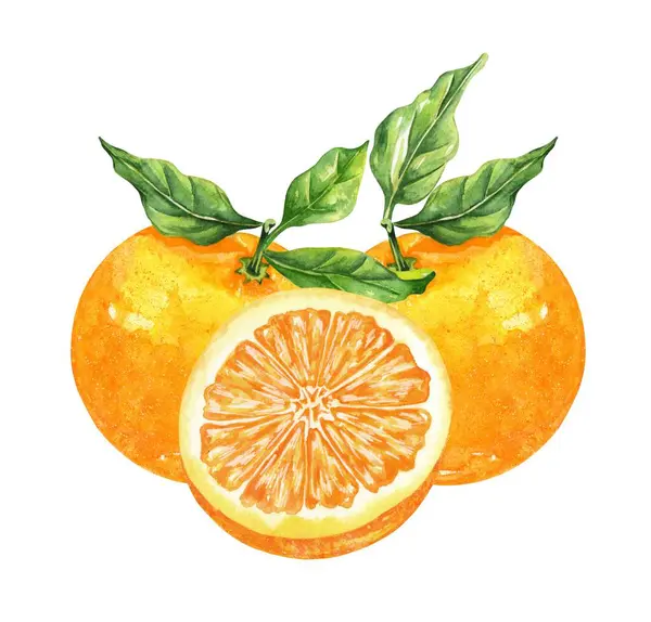 Portakal renkli suluboya beyaz arka planda izole edilmiş. Elle çizilmiş sağlıklı yiyecek seti..