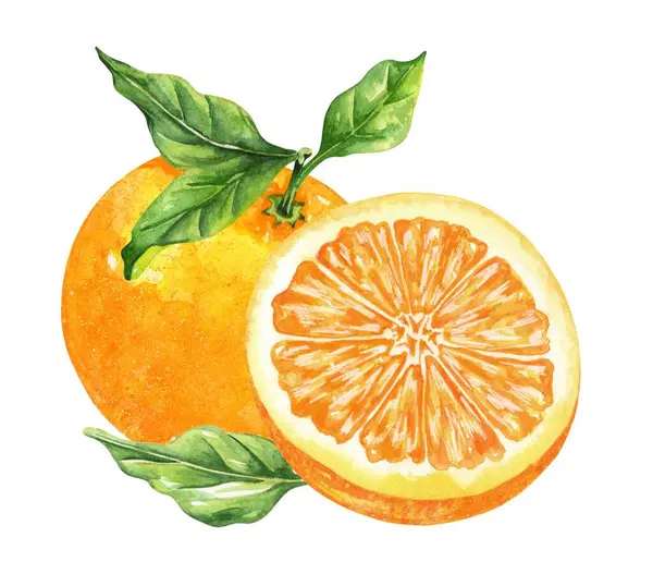 Portakal renkli suluboya beyaz arka planda izole edilmiş. Elle çizilmiş sağlıklı yiyecek seti..