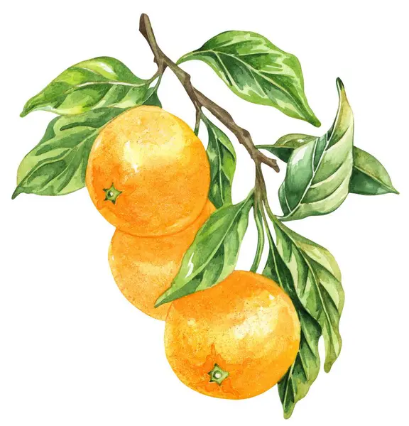 Portakal renkli suluboya beyaz arka planda izole edilmiş. Elle çizilmiş sağlıklı yiyecek seti..