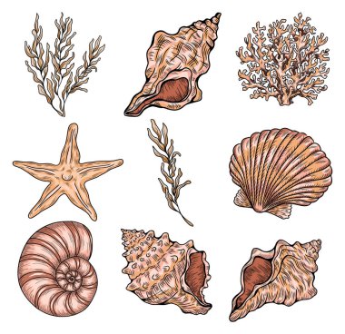 Farklı deniz kabukları, mercanlar ve deniz yıldızları. El çizimi vektör illüstrasyonu.