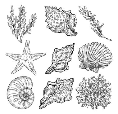 Farklı deniz kabukları, mercanlar ve deniz yıldızları. El çizimi vektör illüstrasyonu.