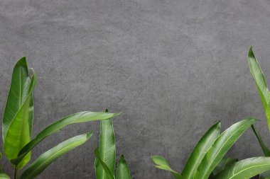 Altında yemyeşil yeşil bitkiler olan gri beton bir duvar. Metin için doğal çerçeve ve kopyalama alanı, endüstriyel dokuyu canlı doğal yeşillikle birleştirmek.