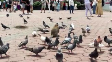 Selangor, Malezya - 05.23.2024: Batu mağaralarının önündeki meydanda güvercin çalıp yiyen maymun, Kuala Lumpur.