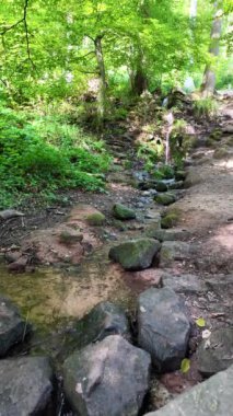 Kristal berrak su, yemyeşil yemyeşil ile çevrili yıpranmış bir taş köprünün altındaki pürüzsüz kayaların üzerinde çağlayarak ormanda barışçıl bir atmosfer yaratır..