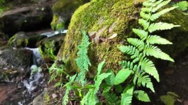 Kristal berrak su, yemyeşil yemyeşil ile çevrili yıpranmış bir taş köprünün altındaki pürüzsüz kayaların üzerinde çağlayarak ormanda barışçıl bir atmosfer yaratır..