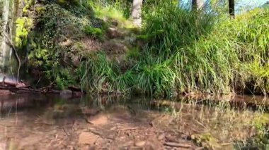 Sakin bir derenin berrak suyu, dingin bir ormandaki canlı yeşil çimenler ve yosunlu kıyılarda gezinirken güneş ışığını yansıtır..
