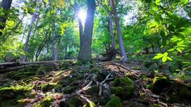 Güneş ışığı, ağaçların yoğun gölgesinde akar. Huzurlu bir ormandaki canlı yeşil yaprakları aydınlatır. Bu güzel açık havada huzurlu bir atmosfer hüküm sürüyor..