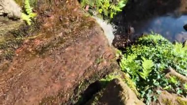 Su taşların üzerine dökülür, canlı eğrelti otları ve bitkiler açık havada sakin bir ortamda parlak güneş ışığı altında yaşarken hafif bir ses çıkartır..