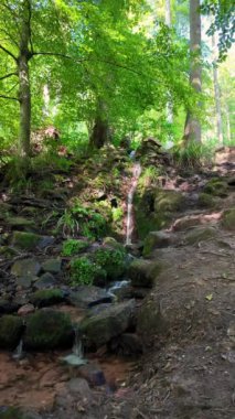 Kristal berrak su, yemyeşil yemyeşil ile çevrili yıpranmış bir taş köprünün altındaki pürüzsüz kayaların üzerinde çağlayarak ormanda barışçıl bir atmosfer yaratır..