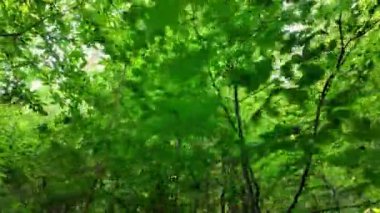 Birçok yapraklı yemyeşil bir ağaç ön planda uzun duruyor. Yapraklar yeşilin canlı bir tonu ve ağaç oldukça büyük ve sağlıklı görünüyor.