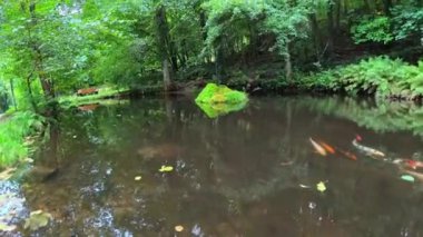 Ormanın sessiz ve huzurlu bir köşesinde bulunan sığ bir göl sakinleriyle birlikte sakince yaşar.