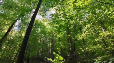 Yoğun yeşil bir orman, yüksek güçlü ağaçlar ve bulutsuz bir gökyüzü. Güneş ışığı yaprakların arasından doğar, tasasız ve huzurlu bir atmosfer yaratır..